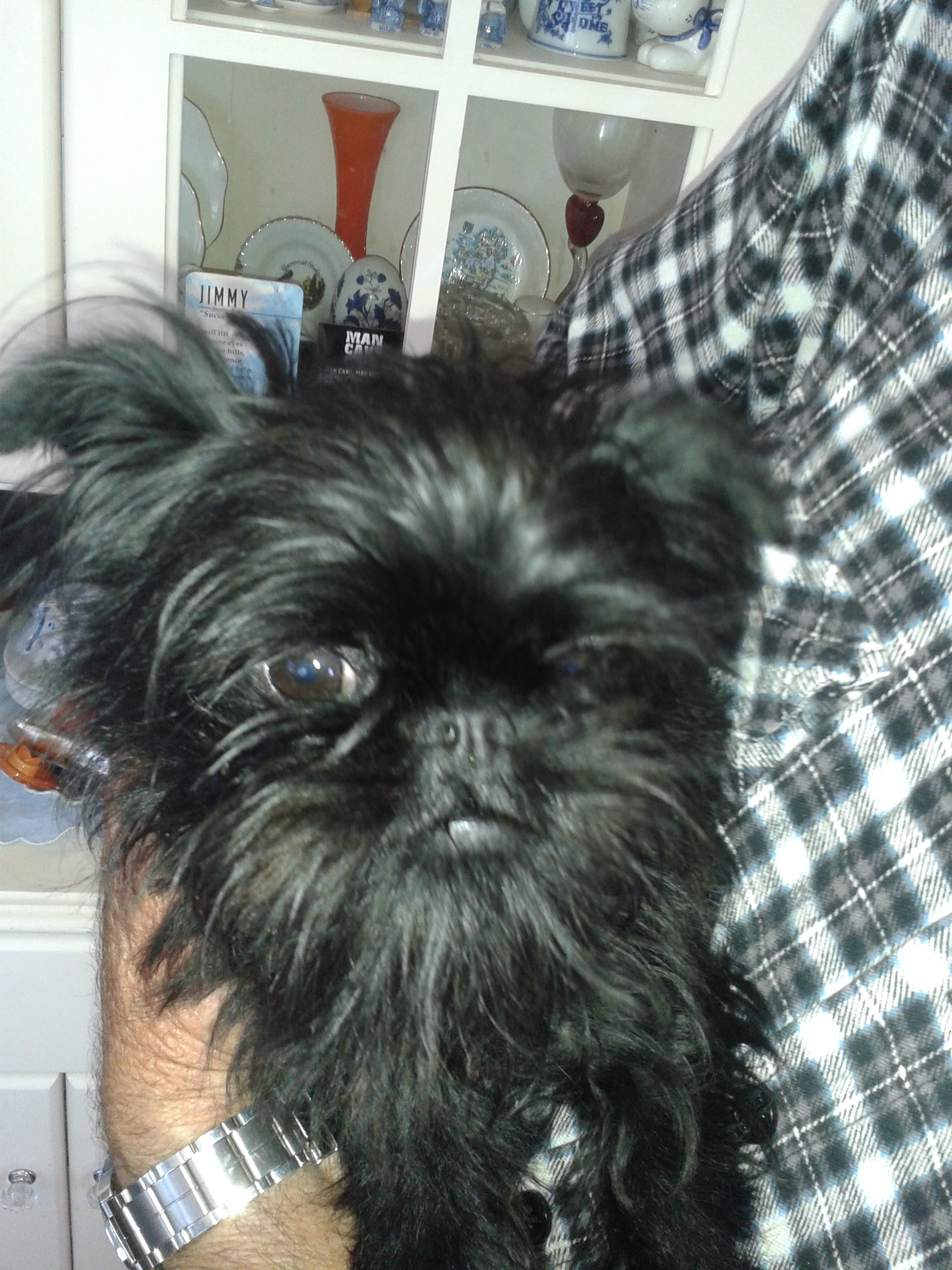 Pug griffon puppies for deals sale