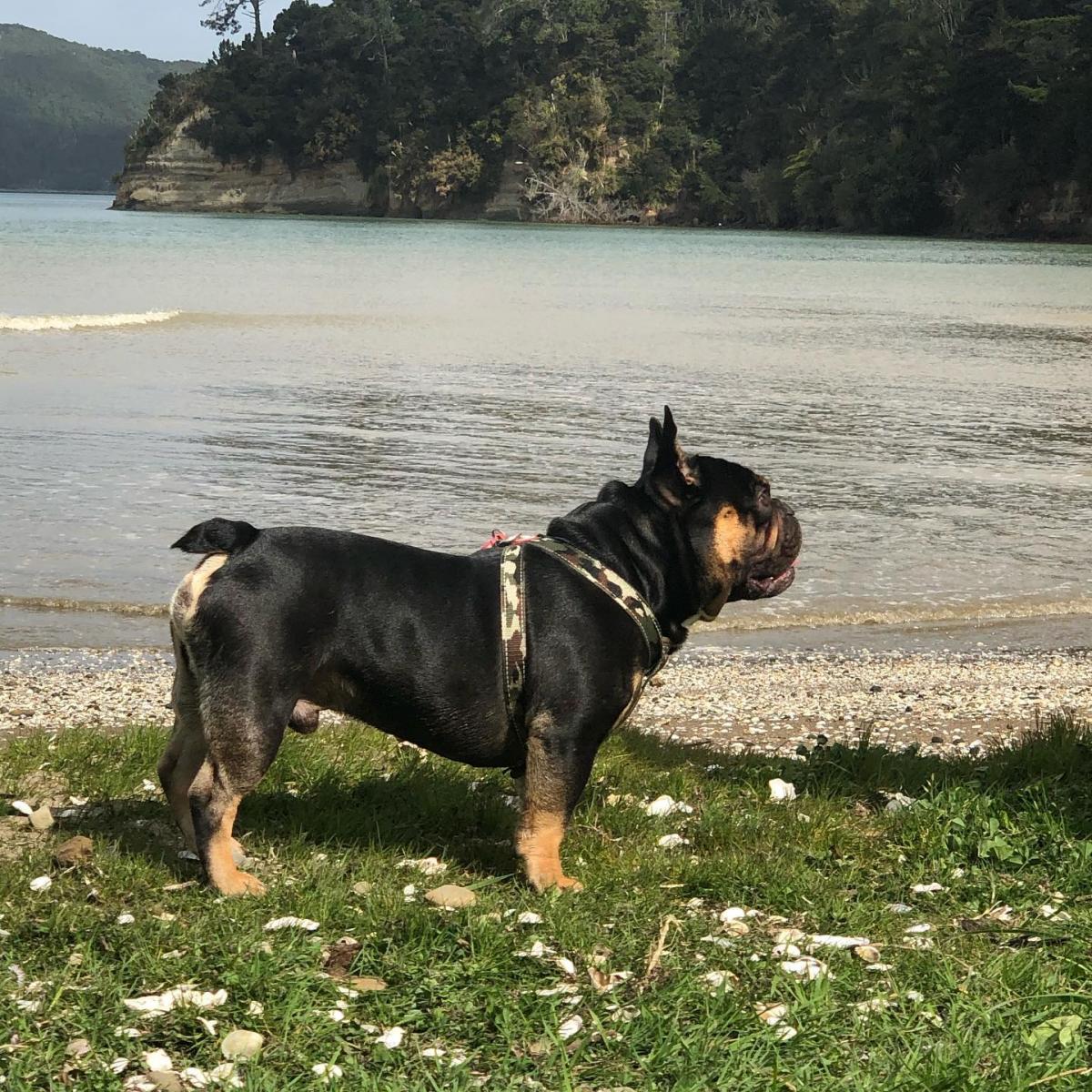 Royal frenchies sales