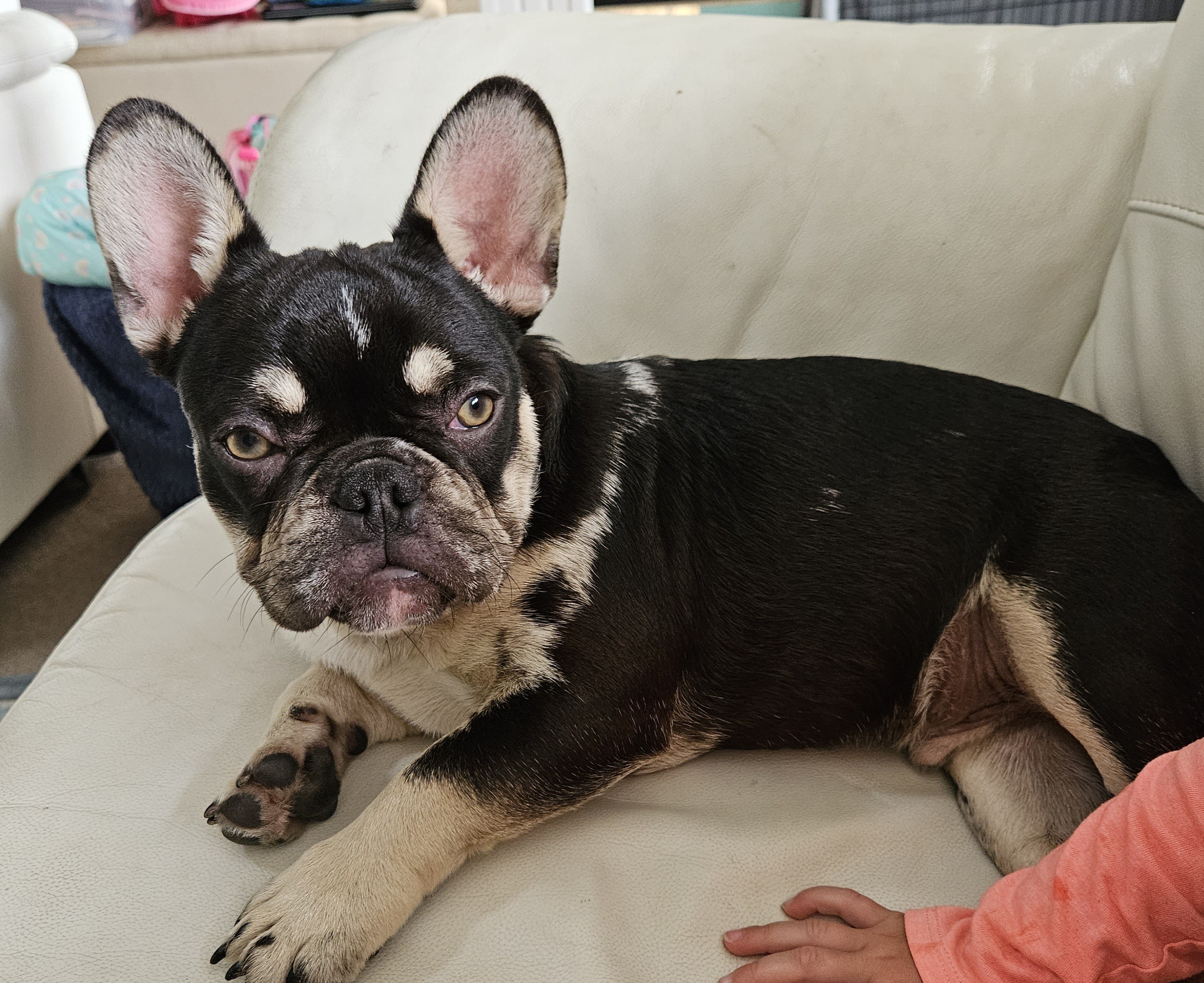 9 month old French Bulldog Snub Nosed K9 s Dogs for Sale NZ
