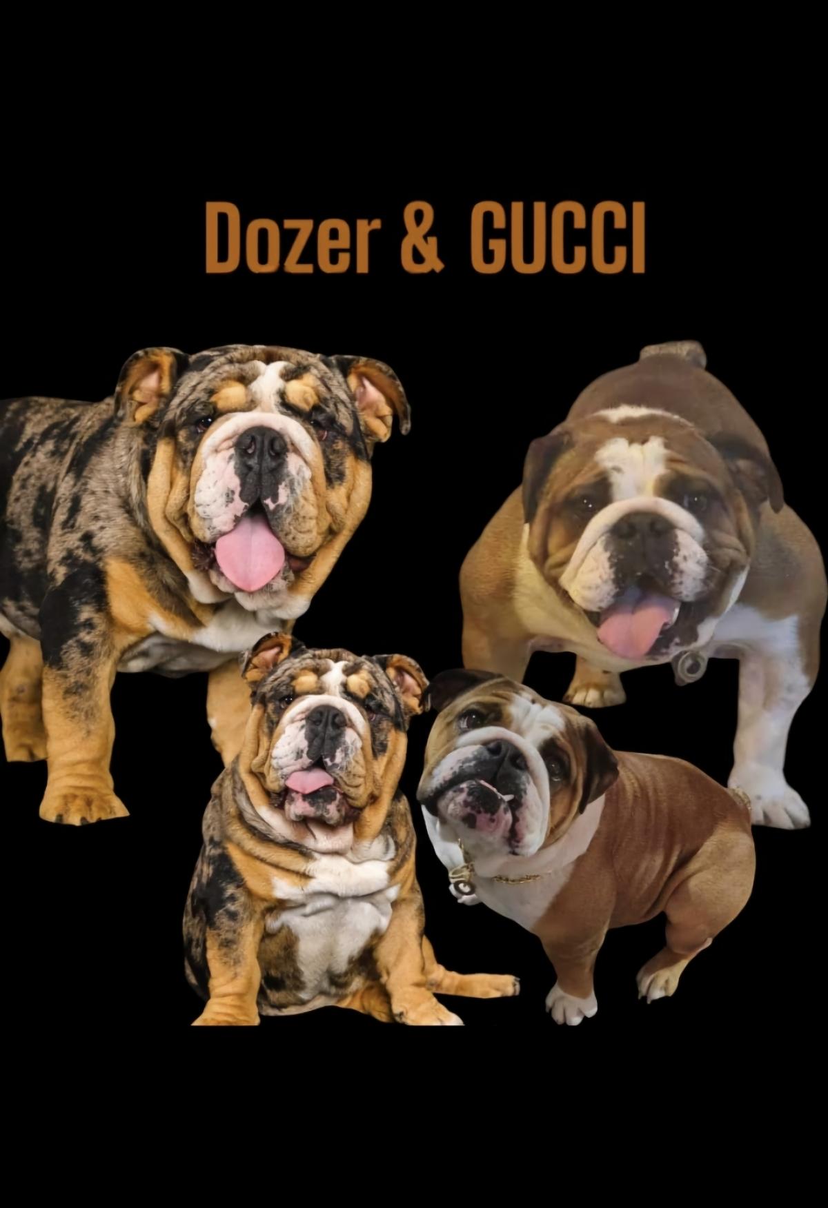 Gucci bulldog online