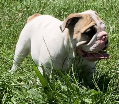 image of Unregistered British Bulldog pup