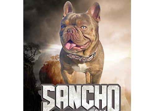 product image for SANCHO - THE ISABELLA KING FROZEN SEMEN
