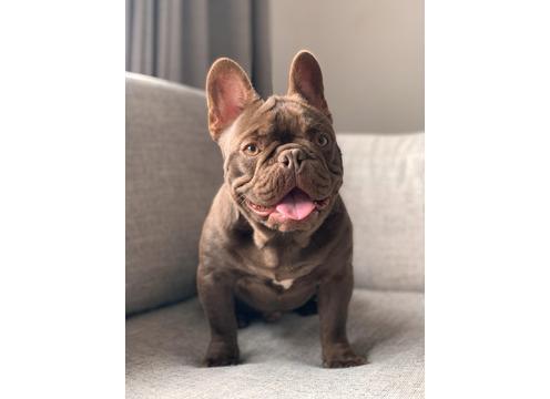 product image for  Rojo frenchie stud dog available PROVEN