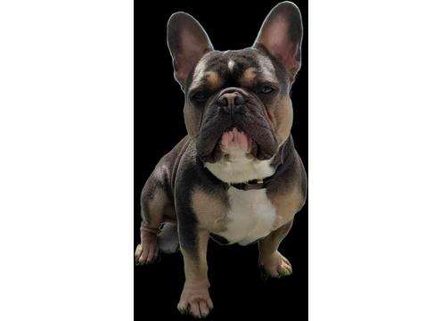 product image for Stud dog Rio French bulldog 