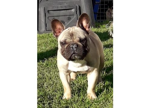 gallery image of Purebred French Bulldog Stud