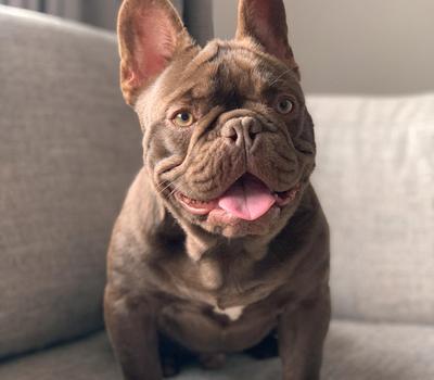 image of  Rojo frenchie stud dog available PROVEN