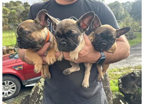 gallery image of Beautiful Sable Frenchies!