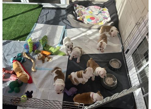 gallery image of  red/white English bulldog puppies