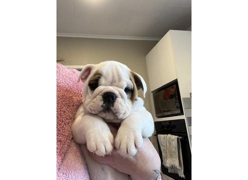 product image for  red/white English bulldog puppies