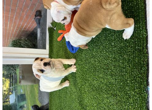gallery image of  red/white English bulldog puppies