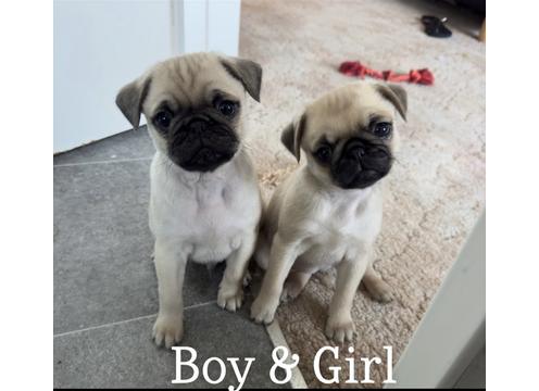 product image for Gorgeous 3/4 Pug x puppies