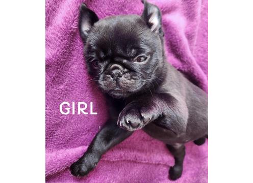 gallery image of Gorgeous 3/4 Pug x puppies