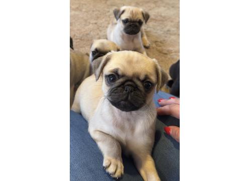 gallery image of Gorgeous 3/4 Pug x puppies