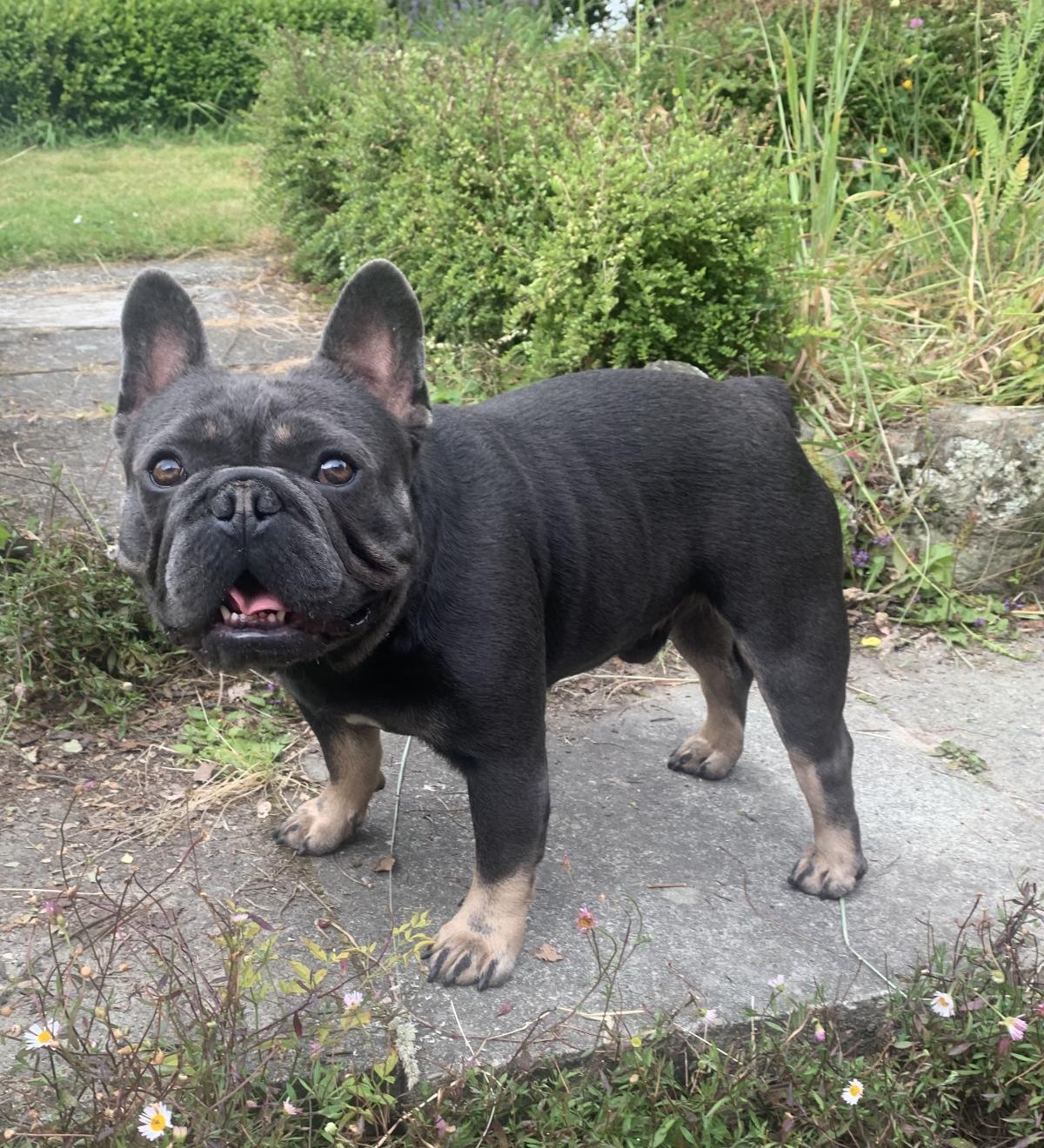 Southern Bullstars George - Snub Nosed K9's - Dogs for Sale NZ