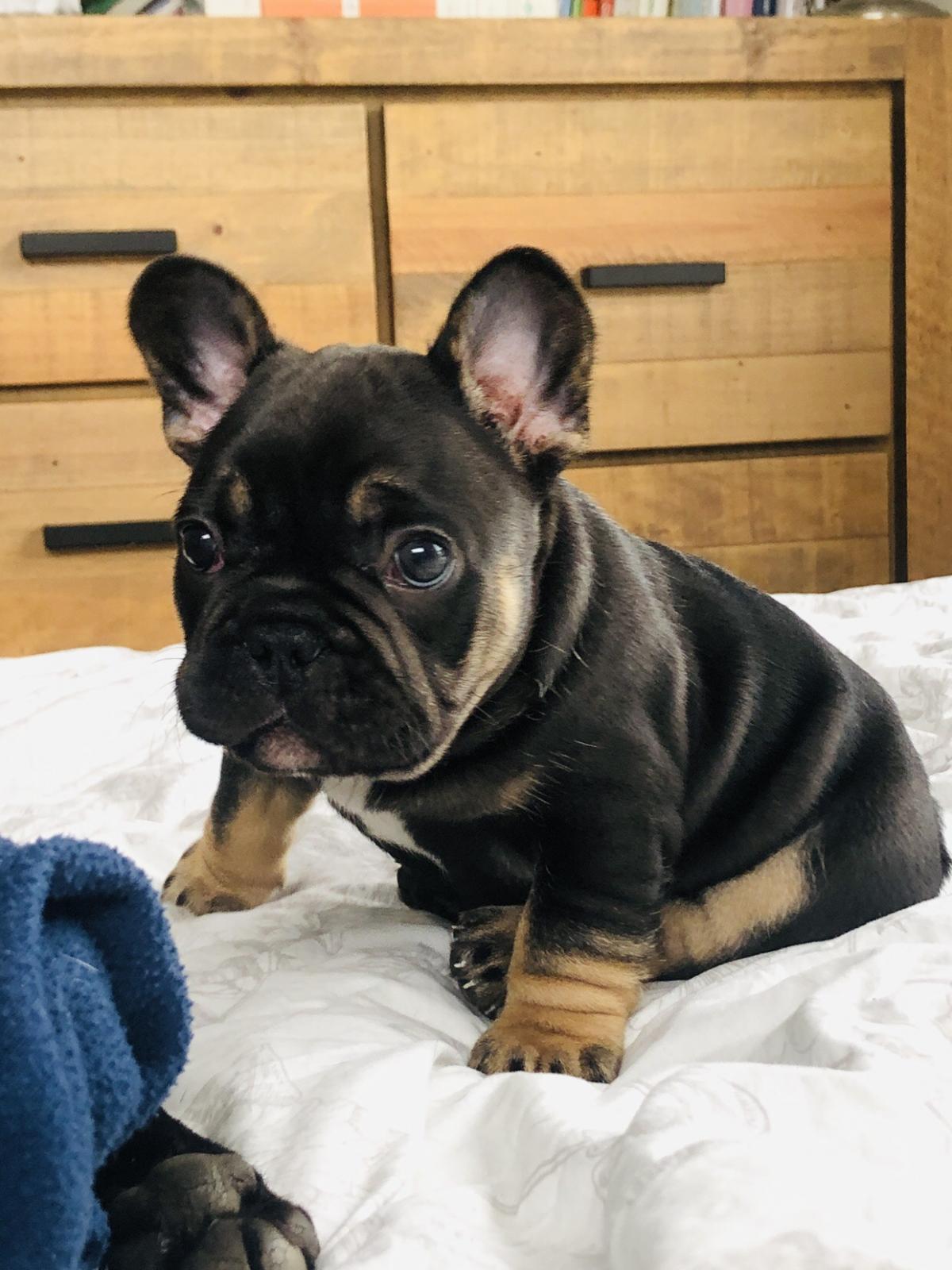 Pedigree French bulldogs - Snub Nosed K9's - Dogs for Sale NZ & AUS