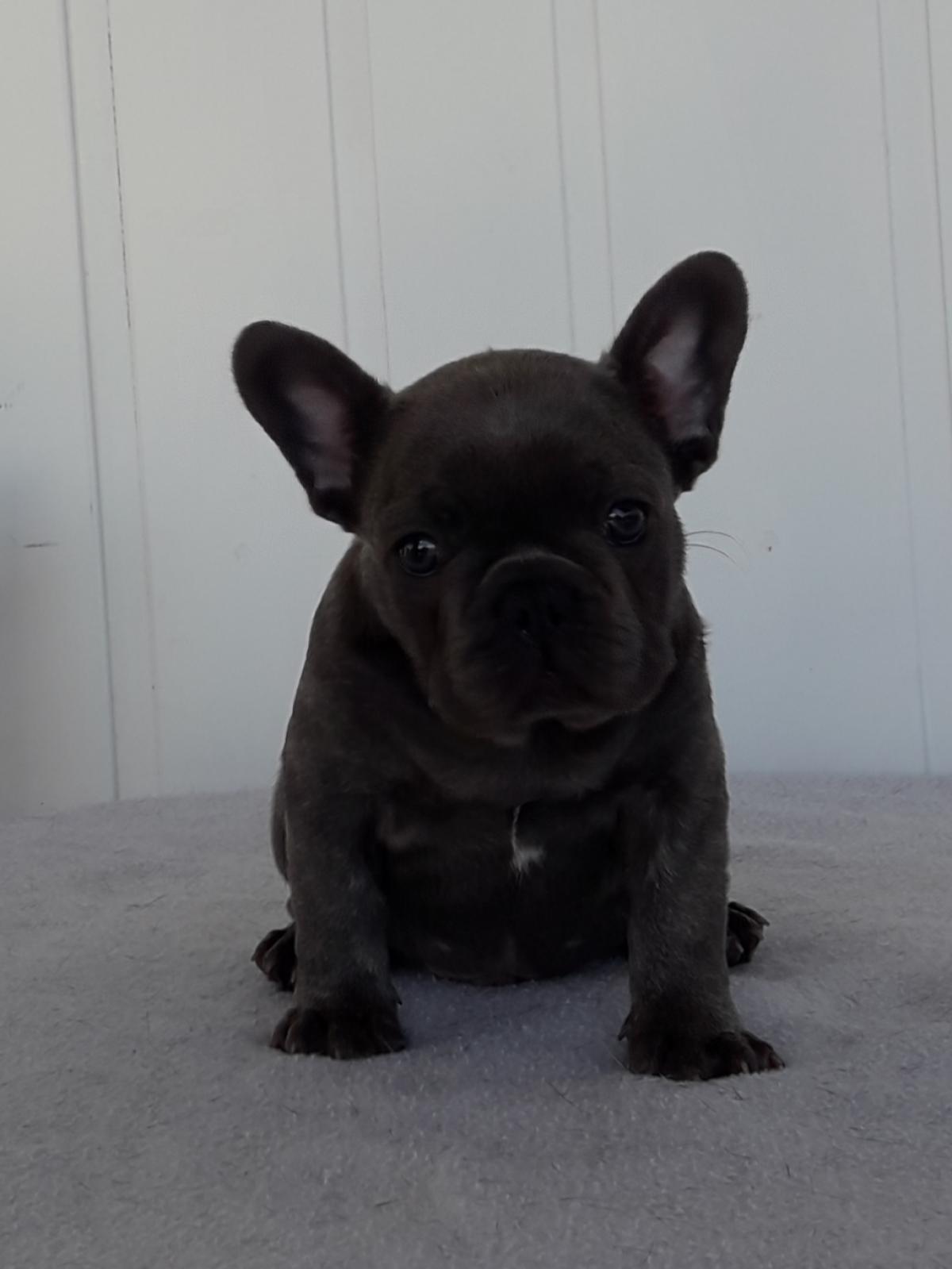 Purebred French bulldog Snub Nosed K9's Dogs for Sale
