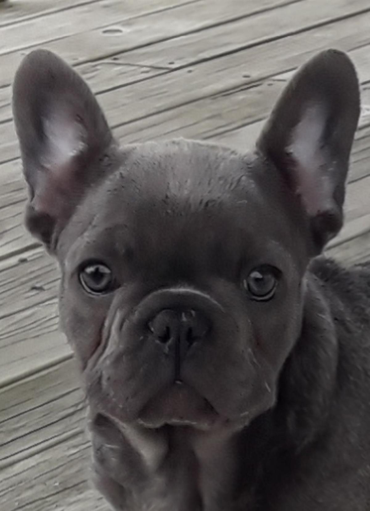 Purebred French bulldog Snub Nosed K9's Dogs for Sale