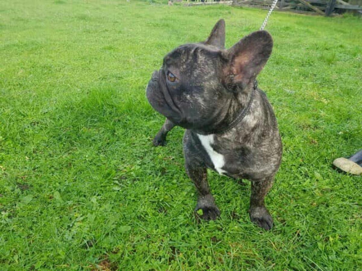 GORGEOUS FRENCH BULLDOG BABIES - Snub Nosed K9's - Dogs for Sale NZ & AUS