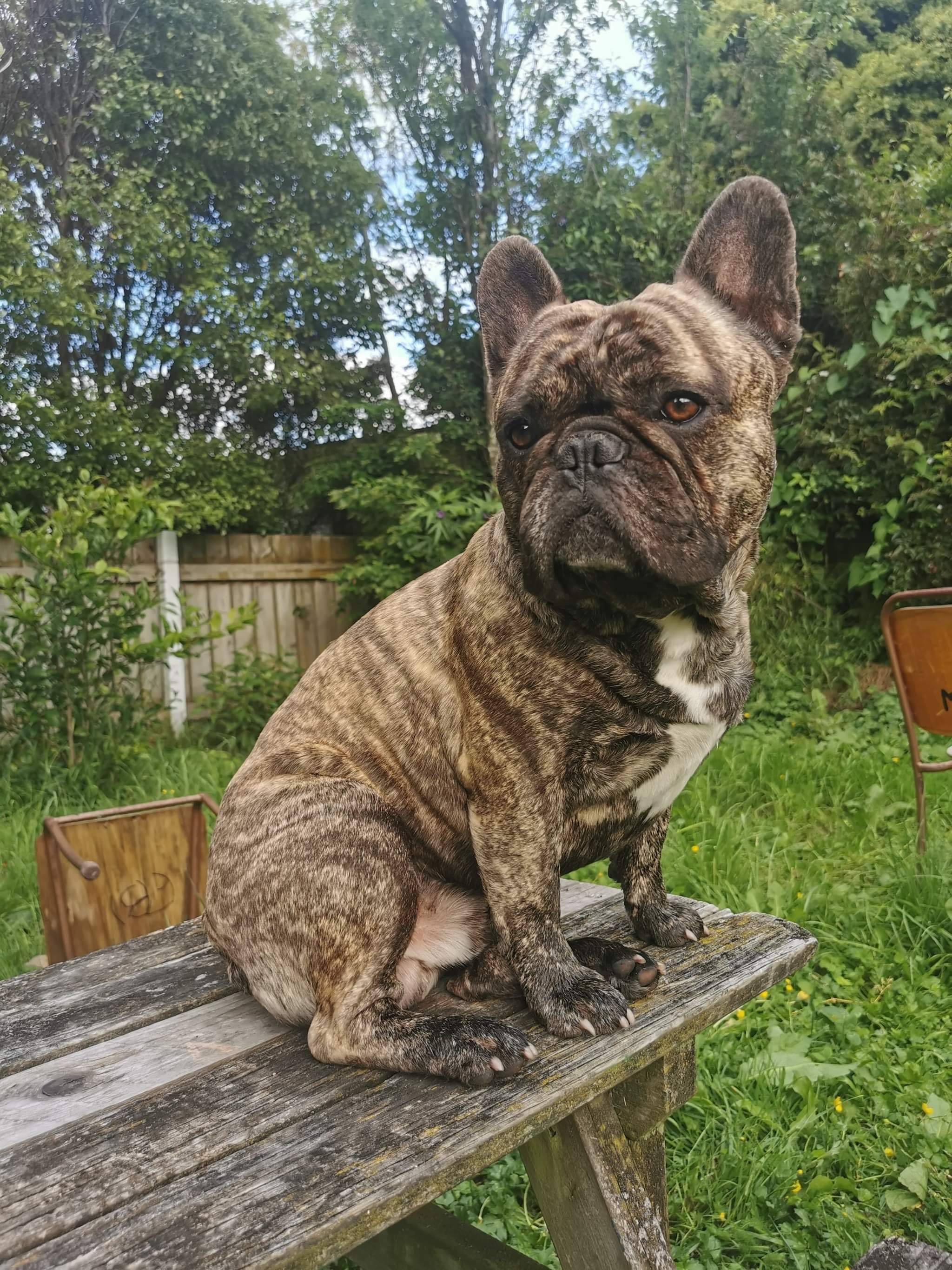 1 Male French Bulldog Puppy - Snub Nosed K9's - Dogs for Sale NZ & AUS