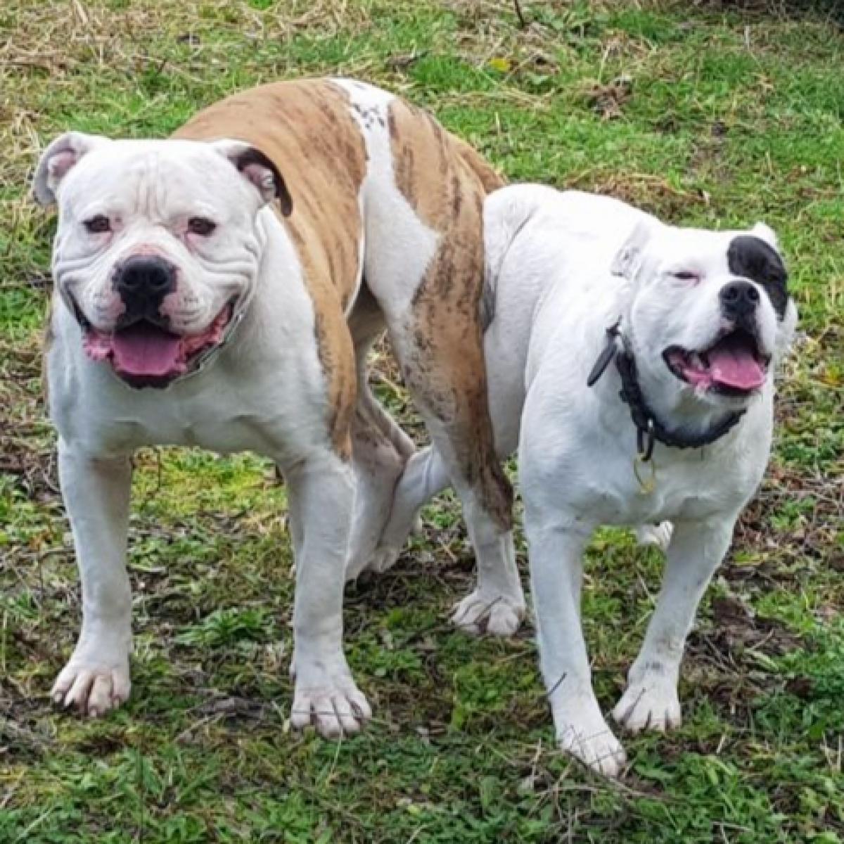 American Bulldog Pups Snub Nosed K9's Dogs for Sale NZ