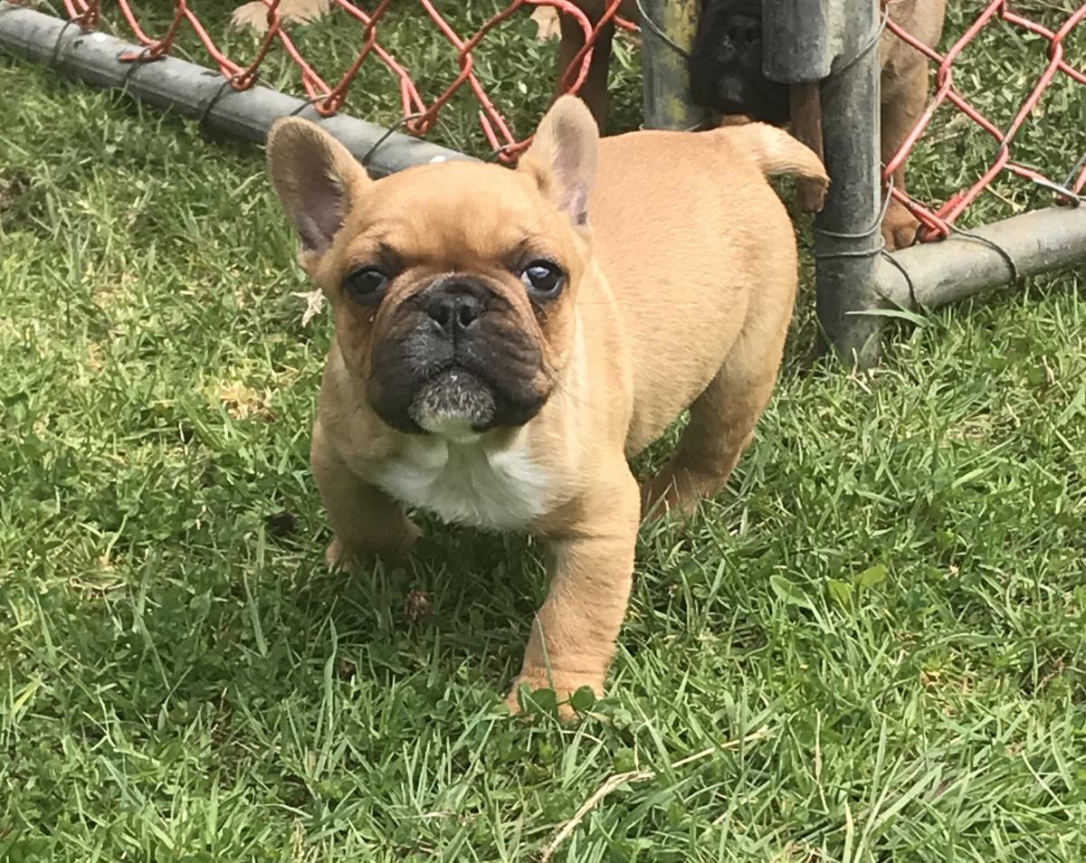 Purebred French Bulldog puppy Snub Nosed K9's Dogs for