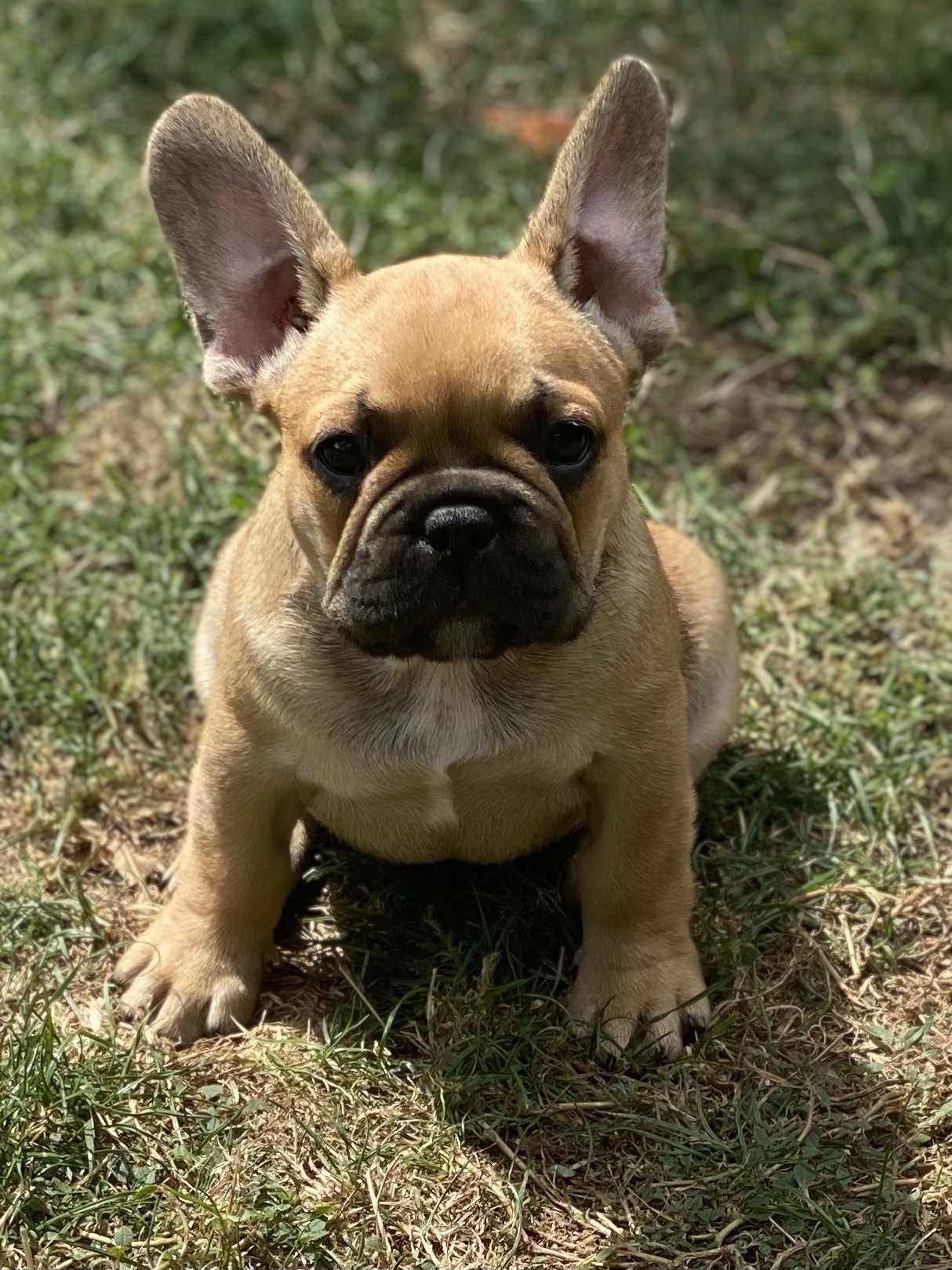 Beautiful purebred French bulldog puppies - Snub Nosed K9's - Dogs for ...