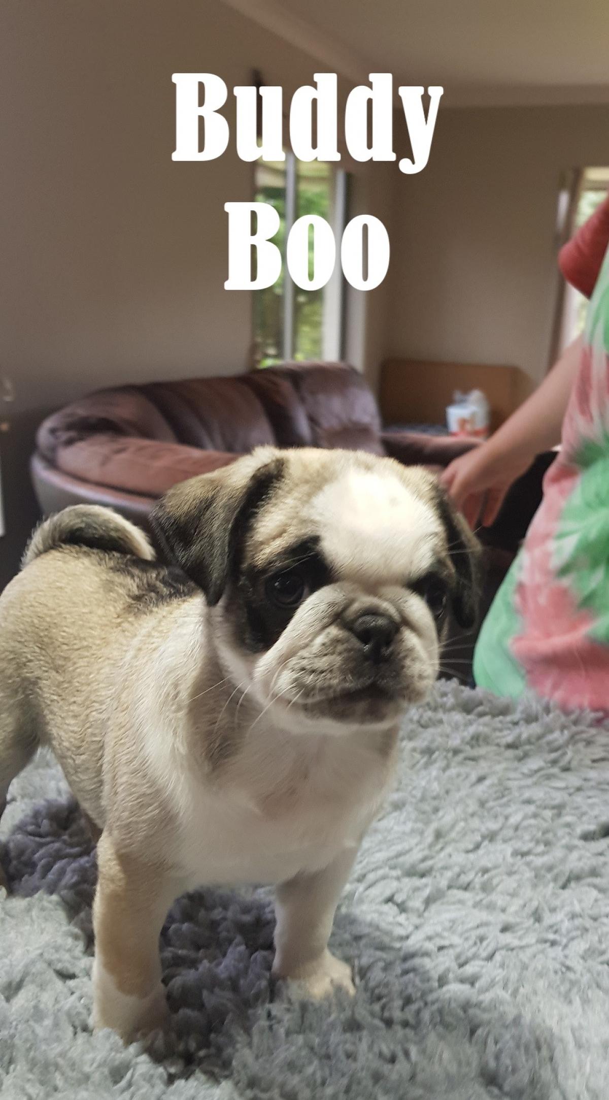 A NZ First! Panda Pug Puppies - Snub Nosed K9's - Dogs for Sale NZ
