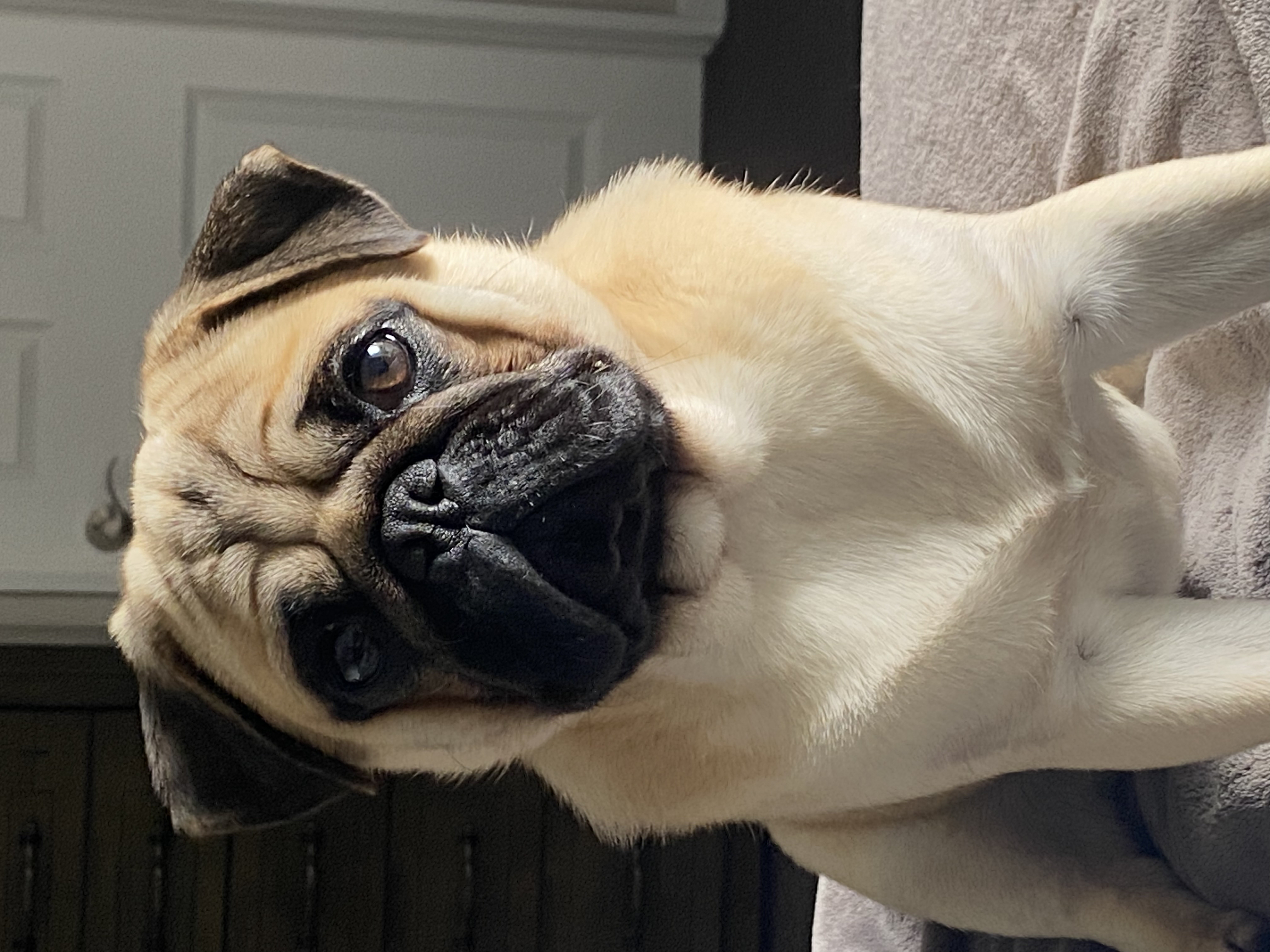 Pug stud shop