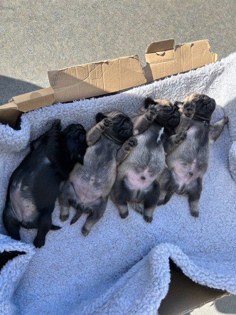 Pug Puppies - Snub Nosed K9's - Dogs for Sale NZ