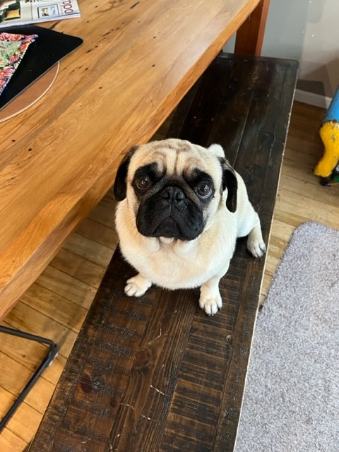 Pug Puppies - Snub Nosed K9's - Dogs for Sale NZ