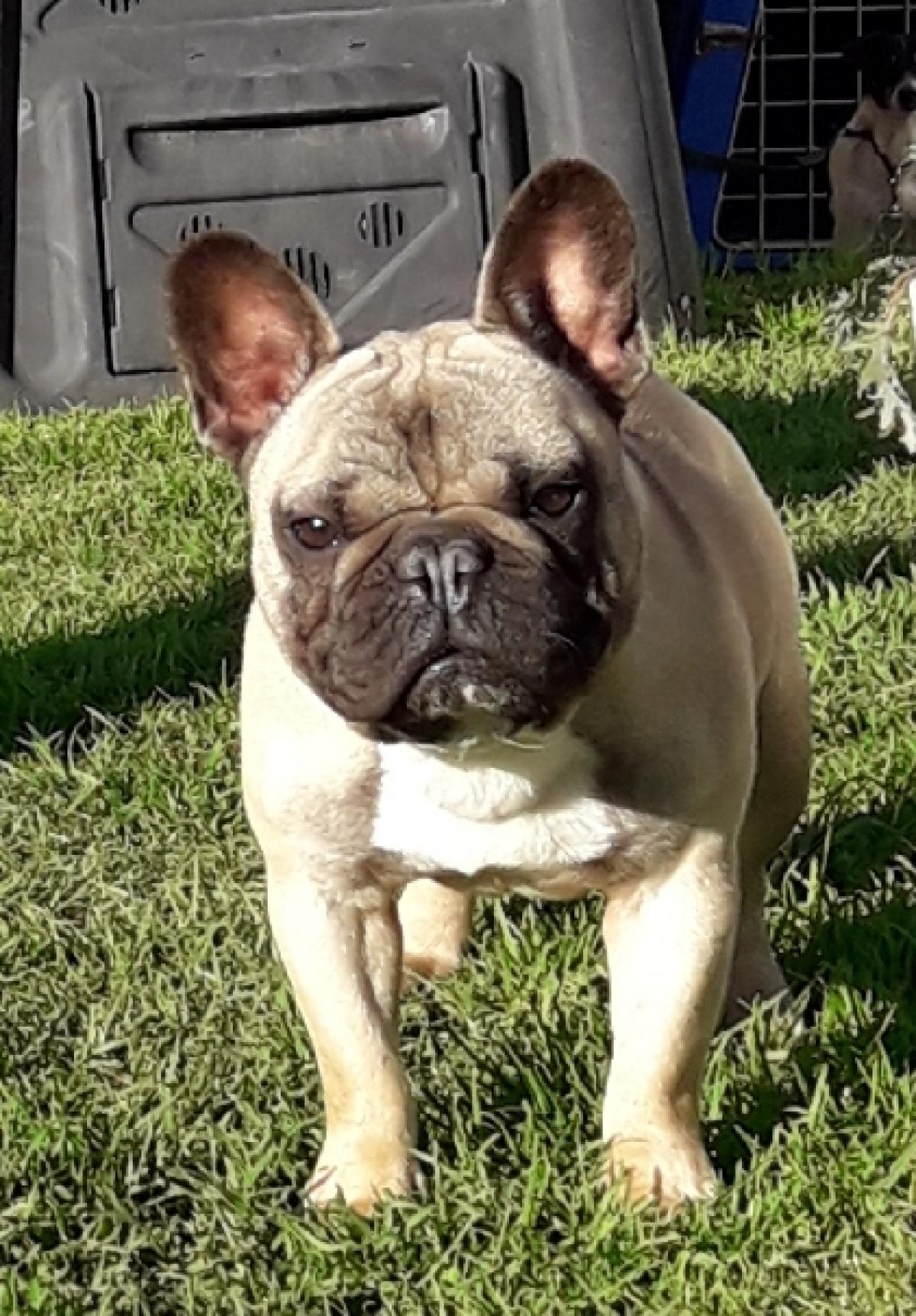 Purebred French Bulldog Stud Snub Nosed K9's Dogs for