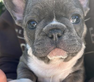 image of Quality French Bulldogs 