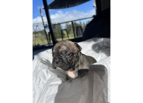 product image for Purebred Frenchie Pups
