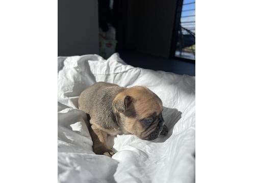 gallery image of Purebred Frenchie Pups