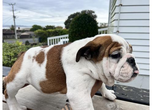 product image for Pure breed Bulldog's puppies 