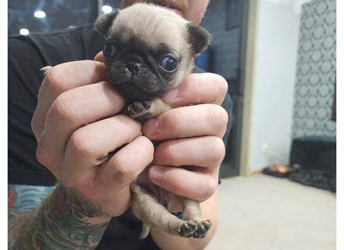 gallery image of Girl pug puppy
