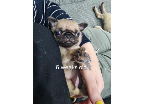 product image for Girl pug puppy
