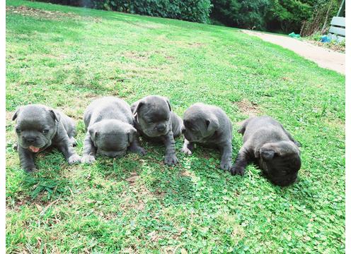 gallery image of french bulldog pupies