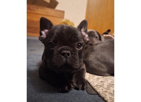 gallery image of french bulldog pupies