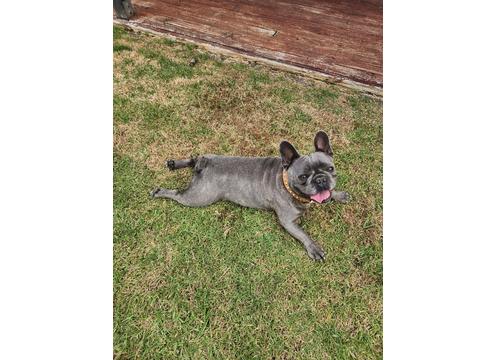gallery image of Blue brindle male frenchie pups