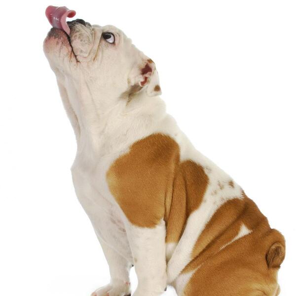 image of Information about British Bulldogs