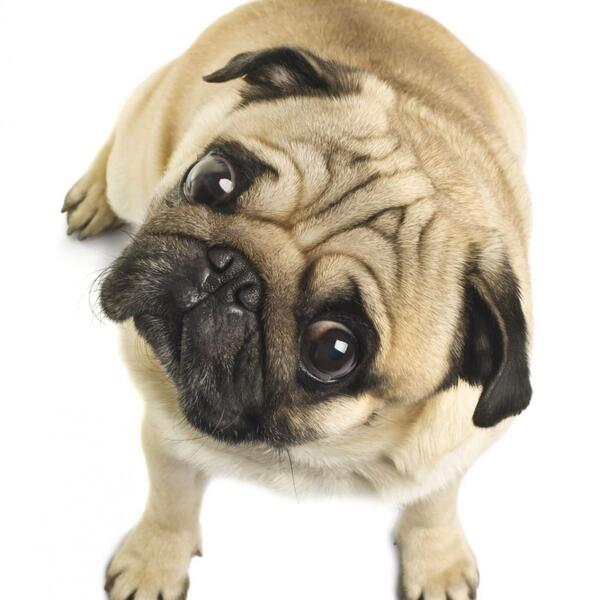 image of Information about Pugs