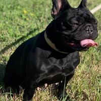 image of EPIQUE FRENCH BULLDOGS 