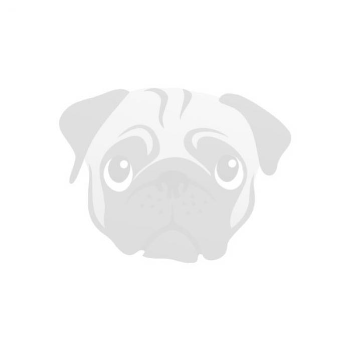 profile photo for British bulldog Stud
