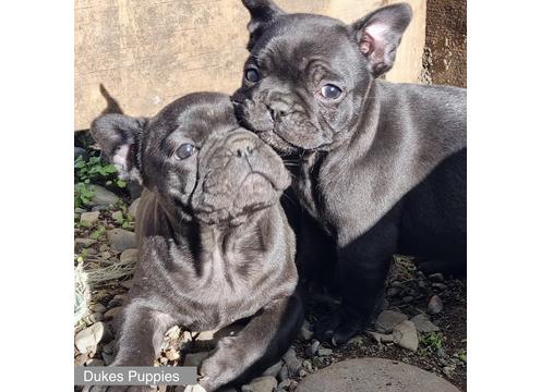 gallery image of Duke - French Bulldog Stud - Puppies Galore!
