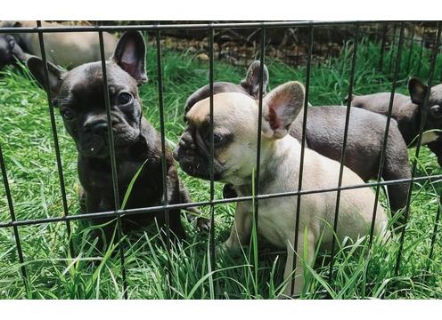 gallery image of Duke - French Bulldog Stud - Puppies Galore!
