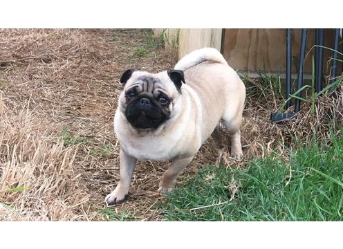 gallery image of Purebred Pug Stud available in Auckland