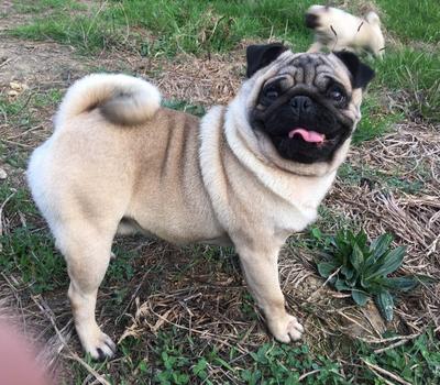image of Purebred Pug Stud available in Auckland