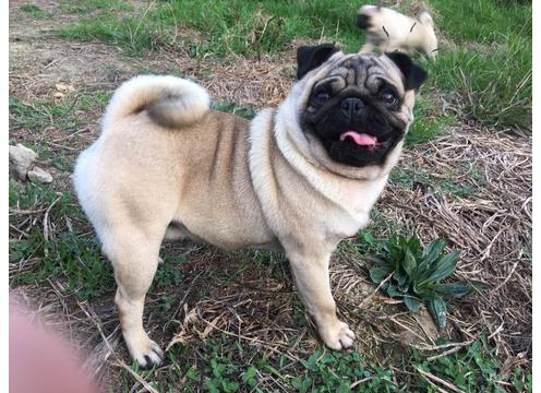 product image for Purebred Pug Stud available in Auckland
