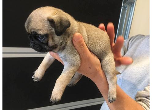 gallery image of Purebred Pug Stud available in Auckland
